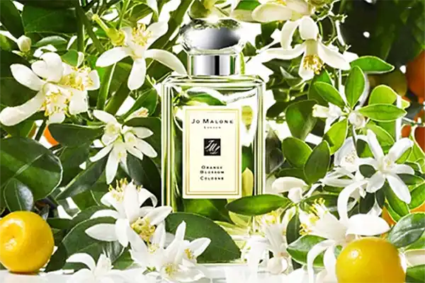 Nước Hoa Unisex Jo Malone London Orange Blossom Cologne 100ml