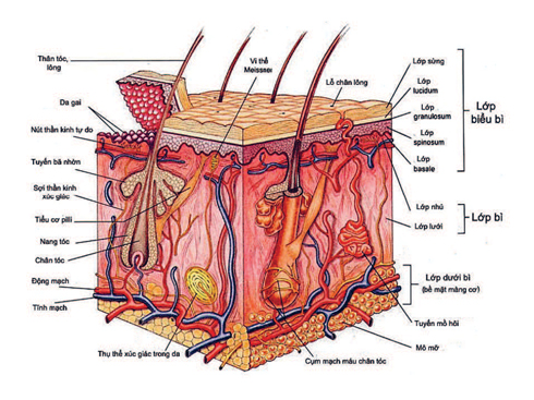 Sự thật về Cellulite